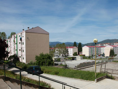 araucaria